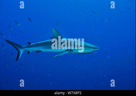 Grauer Riffhai (Carcharhinus amblyrhinchos) im offenen Wasser mit einem gestreiften Schiffshalter (Echeneis naucrates) unter seinem Kopf, Palau. Philippinischen Meer. Stockfoto