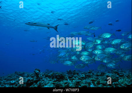 Schule des Blauen Makrelen/Buchsen (Carangoides ferdau) nach einer Blackfin Barrakuda (Sphyraena qenie) Palau. Philippinischen Meer. Stockfoto