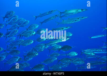 Schule des Blauen Makrelen/Buchsen (Carangoides ferdau) gemischt mit großaugenthun Barrakudas (Sphyraena forsteri) Palau. Philippinischen Meer. Stockfoto