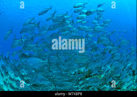 Schule des Blauen Makrelen/Buchsen (Carangoides ferdau) Palau. Philippinischen Meer. Stockfoto