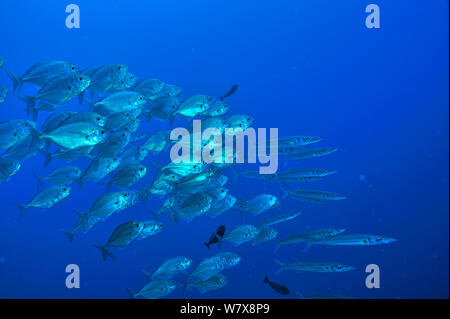 Schule des Blauen Makrelen/Buchsen (Carangoides ferdau) mit großaugenthun Barrakudas (Sphyraena forsteri) Palau gemischt. Philippinischen Meer. Stockfoto