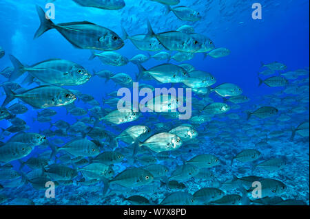 Schule des Blauen Makrelen/Buchsen (Carangoides ferdau) Palau. Philippinischen Meer. Stockfoto