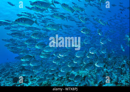 Schule des Blauen Makrelen/Buchsen (Carangoides ferdau) Palau. Philippinischen Meer. Stockfoto