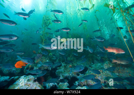 Kelp forest (Macrocystis pyrifera) mit einer Schule der Schmied Fisch (Chromis punctipinnis), ein Garibaldi Riffbarsche (Hypsypops rubicundus) und zwei Kalifornien Sheephead (Semicossyphus pulcher), Kalifornien, USA. Im pazifischen Ozean. Stockfoto