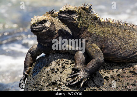 Zwei Meerechsen (Amblyrhynchus cristatus) an Land, Galapagos. Im pazifischen Ozean. Stockfoto