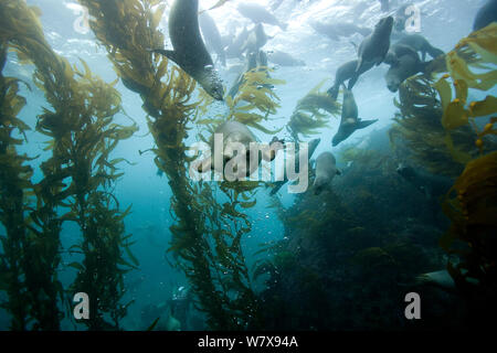 Gruppe von kalifornischen Seelöwen (Zalophus Californianus) Schwimmen im Kelpwald (Macrocystis Pyrifera), Kalifornien, USA. Pazifischen Ozean. Stockfoto