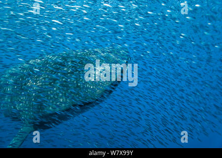 Walhai (Rhincodon Typus) mit Schwarm von Sardellen bleiben in der Nähe von Plünderung zu vermeiden. Los Roques, Venezuela. Karibik. Stockfoto