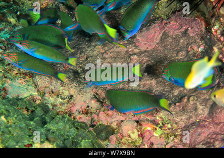 Mehrere Mond/Crescent Lippfische (Thalassoma lunare) Fütterung auf Eier liegen auf der Unterseite wahrscheinlich der Riffbarsche, Küste von Dhofar und Hallaniyat Islands, Oman. Arabische Meer. Stockfoto