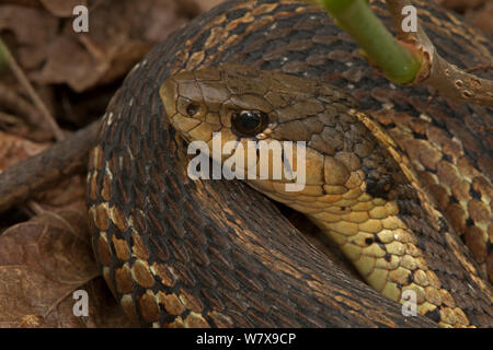 Gemeinsame garter snake (Thamnophis sirtalis) Pennsylvania, USA, Mai. Stockfoto