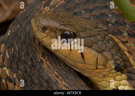 Gemeinsame garter snake (Thamnophis sirtalis) Pennsylvania, USA, Mai. Stockfoto