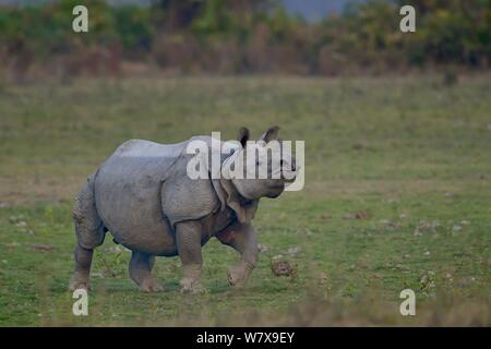 Indian Rhino (Rhinoceros unicornis) im Grünland, Kaziranga National Park, Assam, Indien. Stockfoto