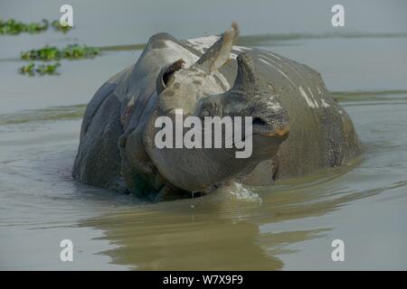 Indian Rhino (Rhinoceros unicornis) im Wasser, im Kaziranga National Park, Assam, Indien. Stockfoto