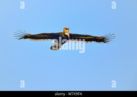 Great Hornbill (Buceros bicornis) im Flug. Kaziranga Nationalpark, Assam, Indien. Stockfoto