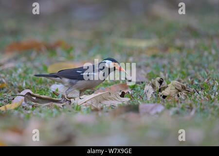 Asiatische pied Star (Sturnus contra) auf dem Boden. Kaziranga Nationalpark, Assam, Indien. Stockfoto