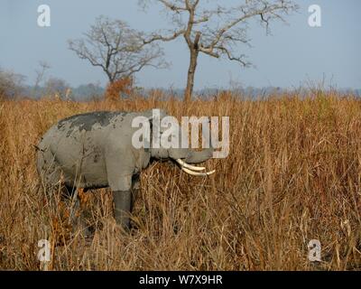 Asiatischer Elefant (Elephas maximus) im Schilf nach dem Brennen. Kaziranga Nationalpark, Assam, Indien. Stockfoto