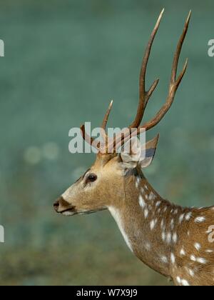 Spotted Deer (Achse) männlich, Portrait. Pench Nationalpark, Indien. Stockfoto