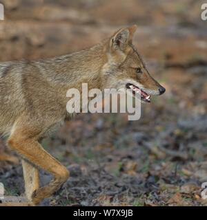 Golden Schakal (Canis aureus) wandern, Pench Nationalpark, Madhya Pradesh, Indien. Stockfoto