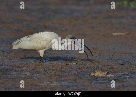 Black-headed Ibis (Threskiornis melanocephalus) Ernährung Pench Nationalpark, Indien. Stockfoto