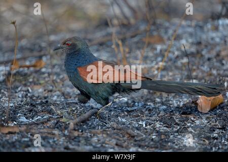 Greater coucal (Centropus sinensis) Nahrungssuche auf verbrannte Erde. Kaziranga Nationalpark, Assam, Indien. Stockfoto