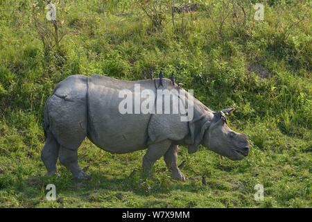 Indian Rhino (Rhinoceros unicornis). Kaziranga Nationalpark, Assam, Indien. Stockfoto