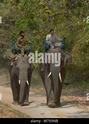 Mahouts auf Patrouille reiten Asiatischen Elefanten (Elephas maximus). Bandhavgarh Nationalpark, Indien. Stockfoto