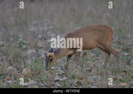 Indische muntjac (Muntiacus muntjak) Fütterung mit Laub. Bandhavgarh Nationalpark, Madhya Pradesh, Indien. Stockfoto