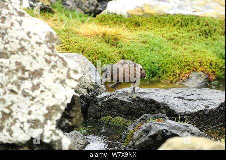 Auckland Insel teal (Anas aucklandica) Nahrungssuche in flachen Pools. Flugunfähigen Vogel. Enderby Insel, Auckland Gruppe (SUBANTARKTISCHEN), Neuseeland, Februar. Stockfoto