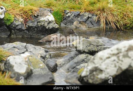 Auckland Insel teal (Anas aucklandica) Nahrungssuche im flachen Pool. Flugunfähigen Vogel. Enderby Insel, Auckland Gruppe (SUBANTARKTISCHEN), Neuseeland, Februar. Stockfoto