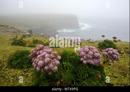 Megaherb/Campbell Insel Karotte (Anisotome latifolia) Enderby Insel, Sub-antarktischen, Neuseeland, Februar. Stockfoto