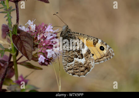 Äsche Schmetterling (Hipparchia semele) Einziehen auf wilde Majoran Nektar. Dorset, Großbritannien, Juli. Stockfoto