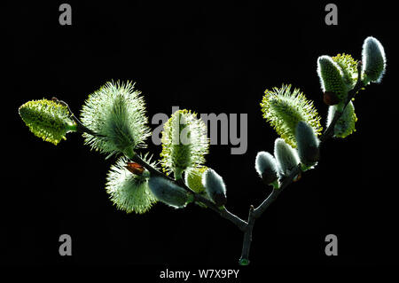 Grau Weide (Salix cinerea), männliche Kätzchen. Dorset, UK, März. Stockfoto