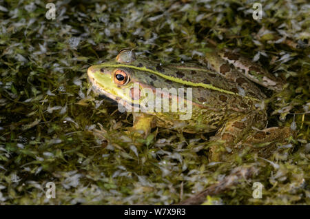 Marsh Frosch (Pelophylax ridibundus), erwachsenen Mann. Cogden, Dorset, Großbritannien, Juli. Stockfoto