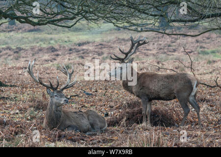 Red Deer (Cervus elaphus) Hirsche, Richmond, Surrey, England, Januar. Stockfoto