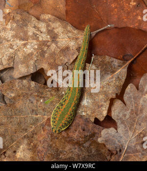 Medizinische Blutegel (Hirudo medicinalis). Stockfoto