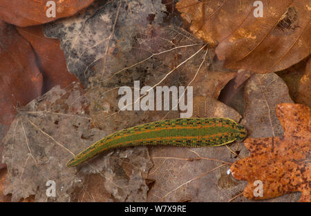 Medizinische Blutegel (Hirudo medicinalis). Stockfoto