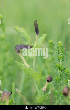 Birthwort (Aristolochia Rotunde), Provence, Frankreich, Mai. Stockfoto