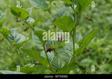 Tollkirsche (atropa Bella-donna) Blühende. Surrey, England, Mai. Stockfoto