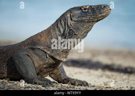 Komodo Waran (Varanus komodoensis) am Strand mit Kopf hob, Komodo National Park, Indonesia. Stockfoto