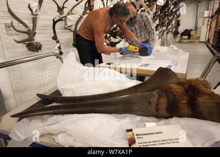 Laurence Simmen (Konservator für Naturgeschichte, links) und Richard Sutcliffe (Research Manager, Naturwissenschaften) an der Glasgow Museen Resource Center, mit einer Bohrmaschine zu Schwarzes Nashorn sammeln (Diceros bicornis) horn Proben für die DNA-Analyse. 2013 Stockfoto