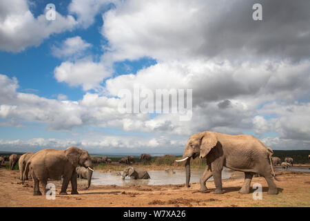 Afrikanische Elefanten (Loxodonta africana) trinken und baden an Hapoor Wasserloch, Addo Elephant National Park, Eastern Cape, Südafrika, Februar Stockfoto