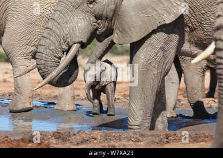 Afrikanischer Elefant (Loxodonta africana) Herde mit einem jungen Baby an Hapoor Wasserloch, Addo Elephant National Park, Eastern Cape, Südafrika, Februar Stockfoto