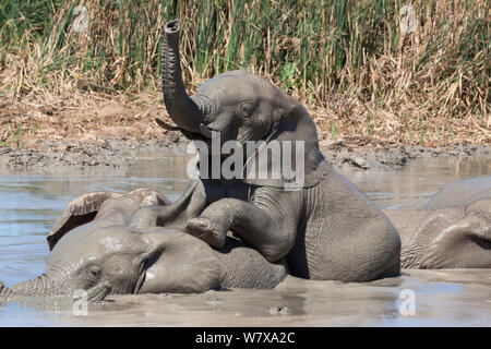 Afrikanische Elefanten (Loxodonta africana) trinken und baden an Hapoor Wasserloch, Addo Elephant National Park, Eastern Cape, Südafrika, Februar Stockfoto