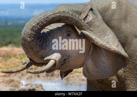 Afrikanischer Elefant (Loxodonta africana) Kratzer auf seinem Ohr, Addo Elephant National Park, Südafrika, Februar Stockfoto