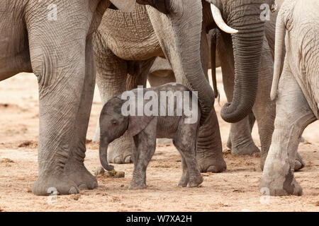 Afrikanischer Elefant (Loxodonta africana) neugeborenes Kalb unter der Herde, Addo Elephant National Park, Südafrika, Februar Stockfoto