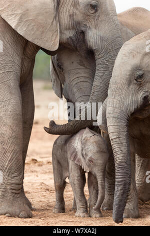 Afrikanischer Elefant (Loxodonta africana) neugeborenes Kalb unter der Herde, Addo Elephant National Park, Südafrika, Februar Stockfoto