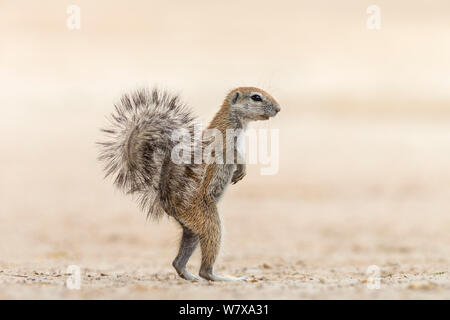 Erdhörnchen (Xerus inauris) aufrecht, Kgalagadi Transfrontier Park, Northern Cape, Südafrika, Februar Stockfoto