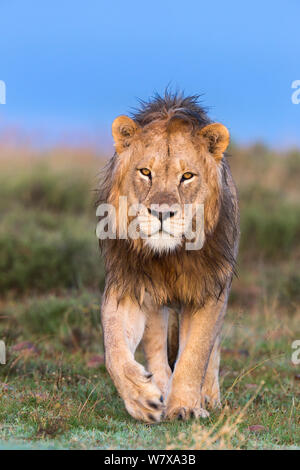 Männlicher afrikanischer Löwe (Panthera leo) auf Patrouille, Mountain Zebra National Park, Eastern Cape, Südafrika, Februar Stockfoto