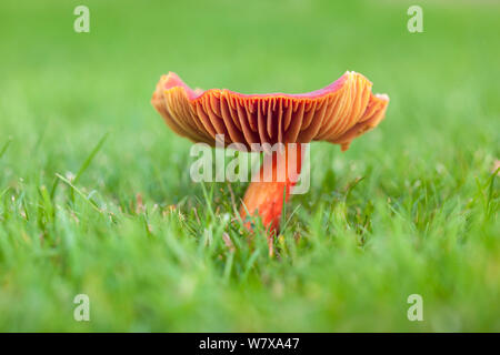 Crimson waxcap (Hygrocybe punicea), Kiemen, wachsen in Gras im Kirchhof, Isle of Arran, Schottland, Oktober Stockfoto