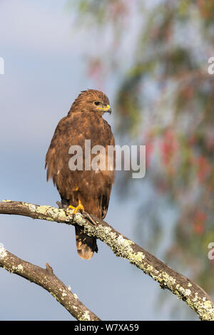 Steppe Mäusebussard (Buteo buteo vulpinus) Mountain Zebra National Park, Eastern Cape, Südafrika, Februar Stockfoto