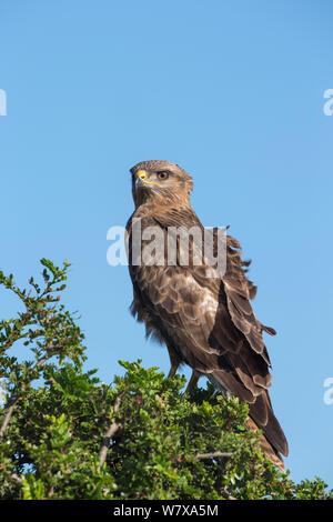 Steppe Mäusebussard (Buteo buteo vulpinus), Ithala Game Reserve, Kwazulu Natal, Südafrika, Februar Stockfoto